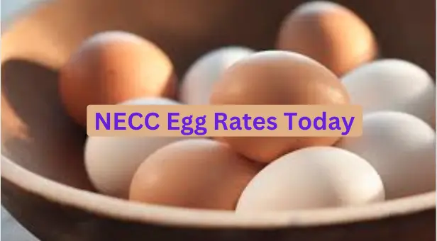 NECC Egg Rates Today